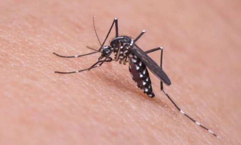 GHMC assures fogging and mosquito prevention steps within a week.