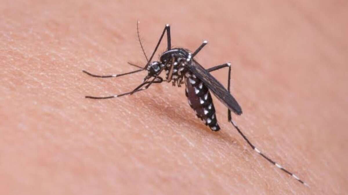 GHMC assures fogging and mosquito prevention steps within a week.