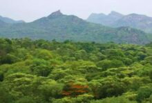 The forest land ownership tussle between the Multanis of Adilabad and the forest department comes to the fore again.