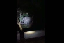 A herd of elephants at a forest in Tirupati in AP