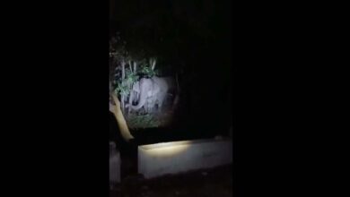 A herd of elephants at a forest in Tirupati in AP