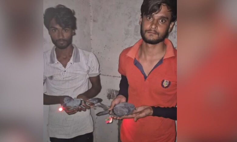 Two men held in Uttar Pradesh for disguising pigeons as drones