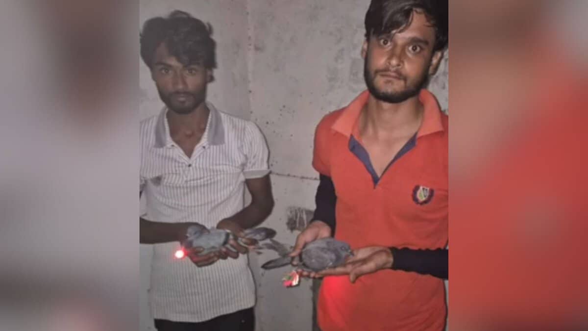 Two men held in Uttar Pradesh for disguising pigeons as drones