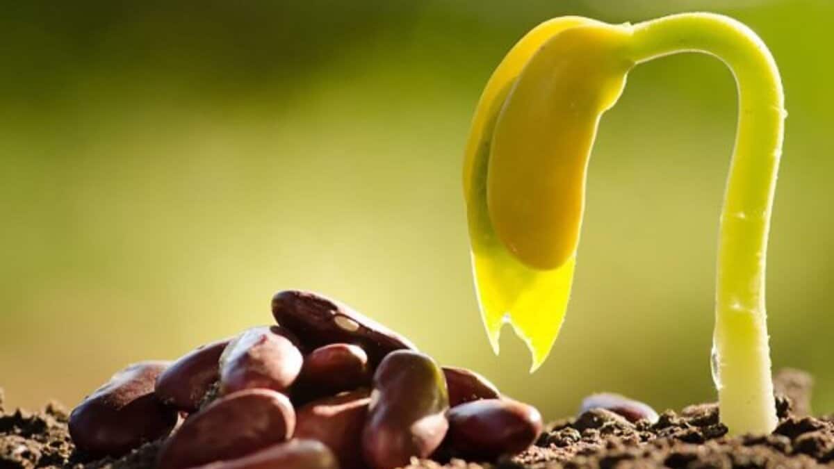 Sri Konda Laxman Telangana State Horticultural University to provide high quality and high yielding horticultural seeds to farmers.