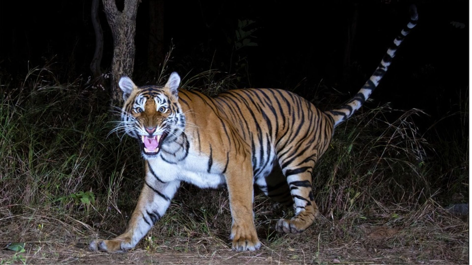 Tiger population at Amrabad goes up from 33 to 36, females dominate