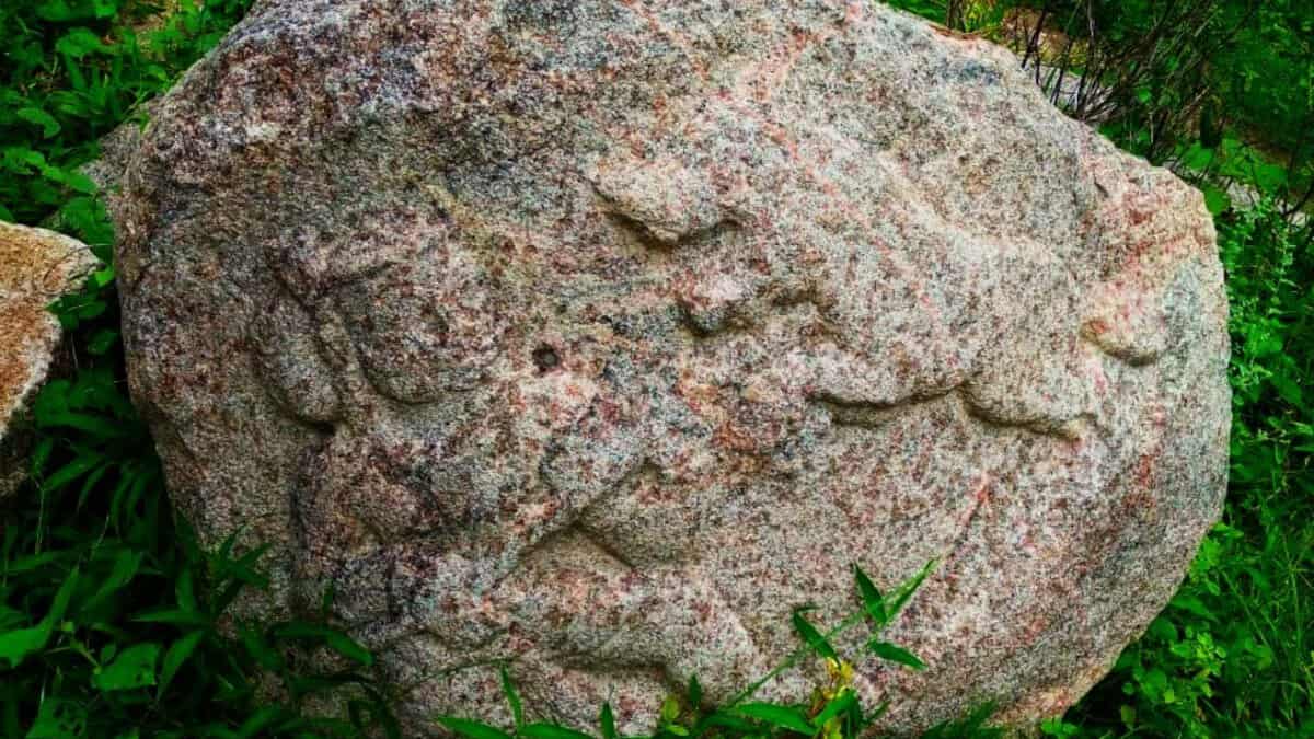 Tiger-hinting Veeragallu sculpture found at Pangal Fort in Wanaparthy district.
