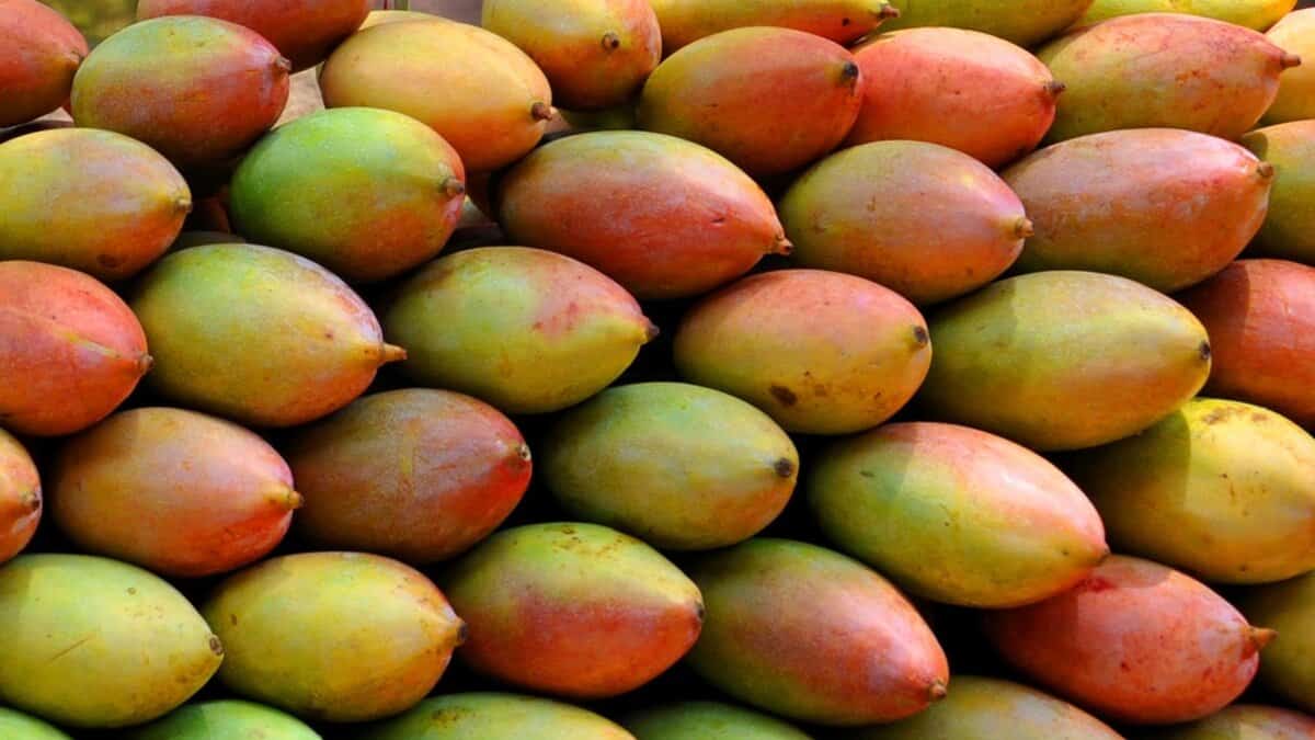 Andhra mango crisis: Farmers seek TTD help amid crashing prices and oversupply