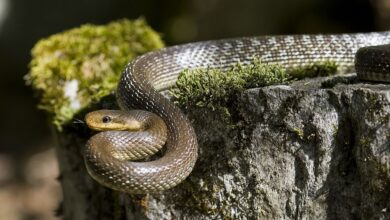 rat snake