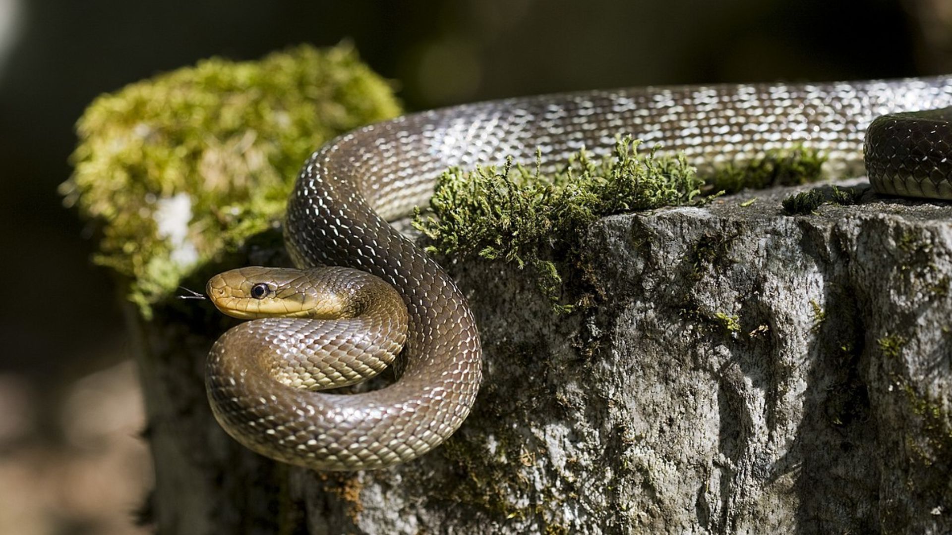rat snake
