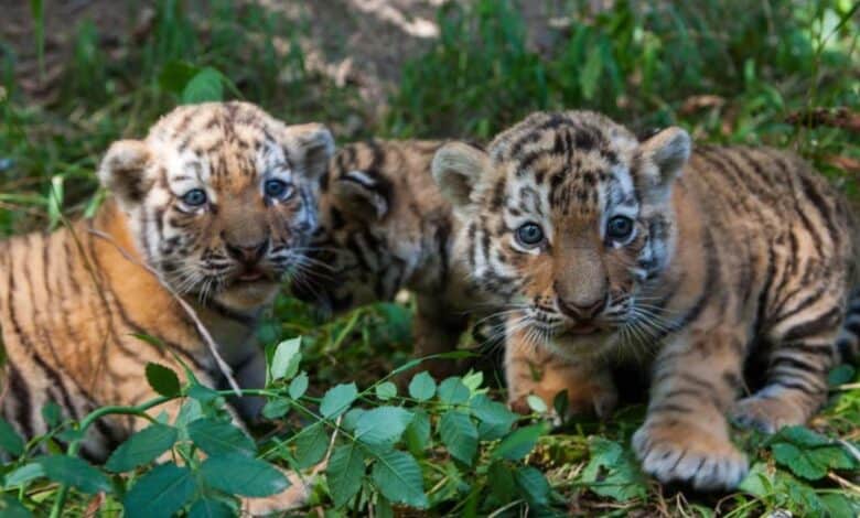 Tiger cubs