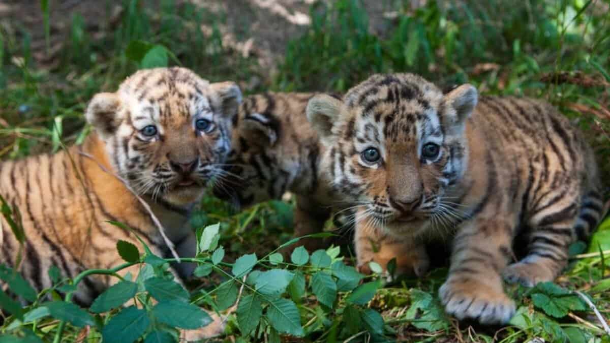 Tiger cubs