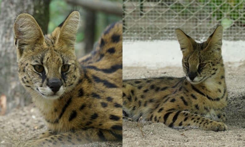 African Serval cats in Hyderabad Zoo