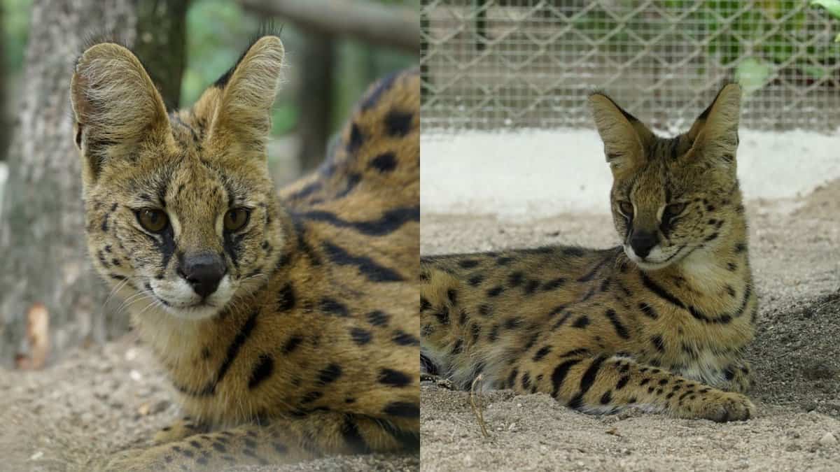 African Serval cats in Hyderabad Zoo