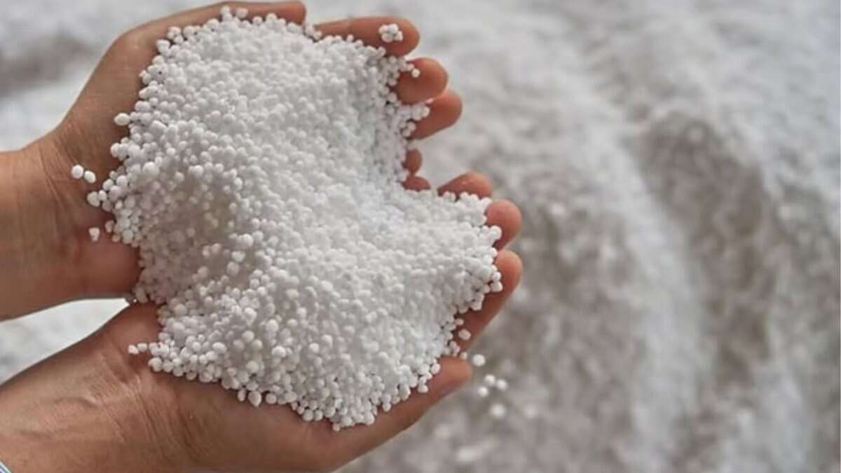 Farmers continue to suffer due to shortage or urea in Telangana.