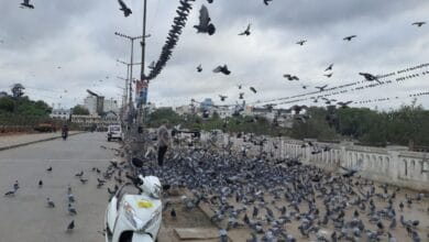 A man feeds pigeons at the Musallam Jung bridge in Hyderabad