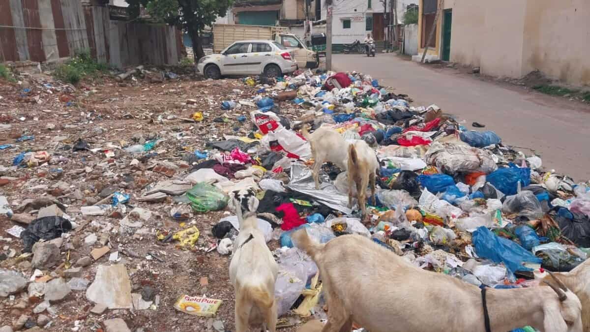 Garbage lies on the streets where animals look for food in doodh bowli