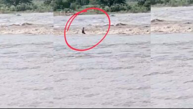 A man was washed away in Nirmal distric of Telangana on Saturday.