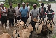 The image shows shepherds and their sheep reaching the shore safely after being rescued from an island after a sudden rise in water level in a local stream in Bichkunda mandal of Kamareddy district on Monday, August 18, 2025.