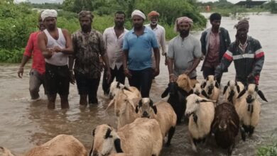 The image shows shepherds and their sheep reaching the shore safely after being rescued from an island after a sudden rise in water level in a local stream in Bichkunda mandal of Kamareddy district on Monday, August 18, 2025.