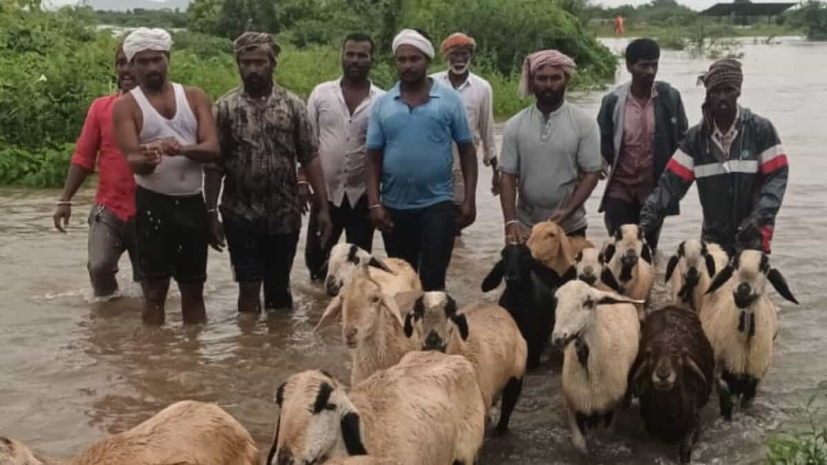 The image shows shepherds and their sheep reaching the shore safely after being rescued from an island after a sudden rise in water level in a local stream in Bichkunda mandal of Kamareddy district on Monday, August 18, 2025.