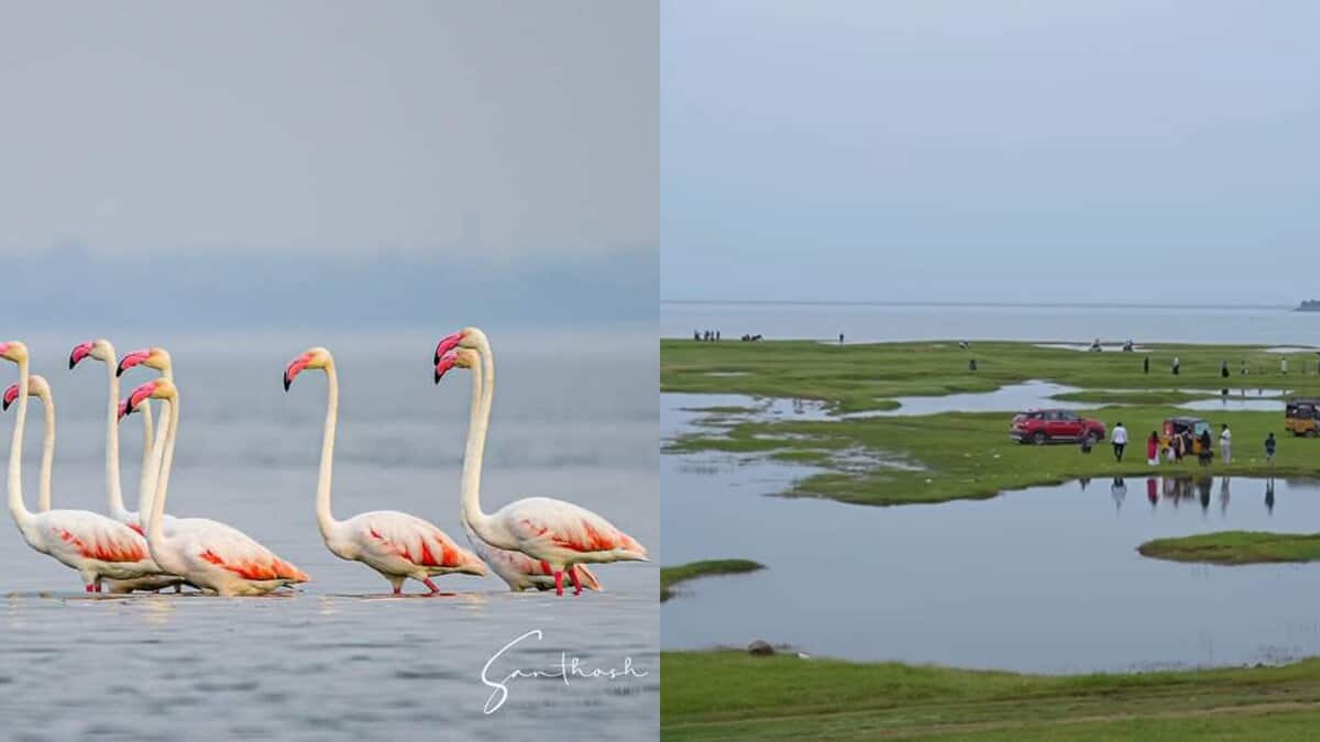 Discover backwaters of Telangana, just 200 km from Hyderabad