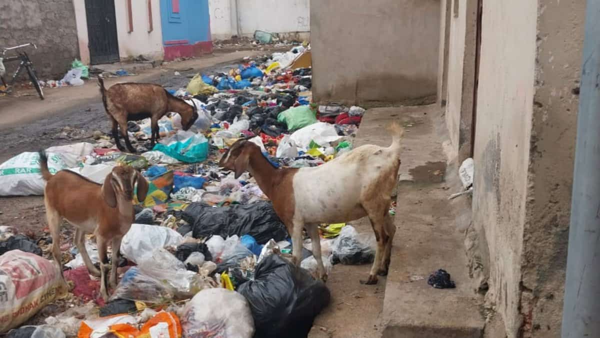 Goats feed on garbage gump in the Bandlaguda area of Hyderabad