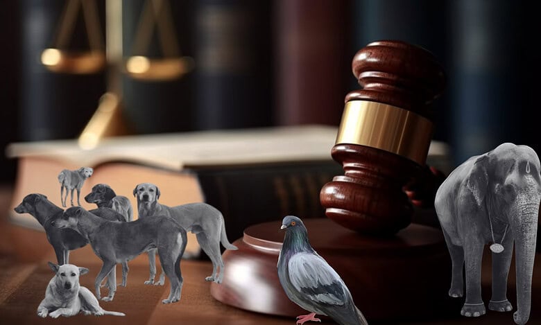 Pigeons, stray dogs, and an elephant; is defiance correct?