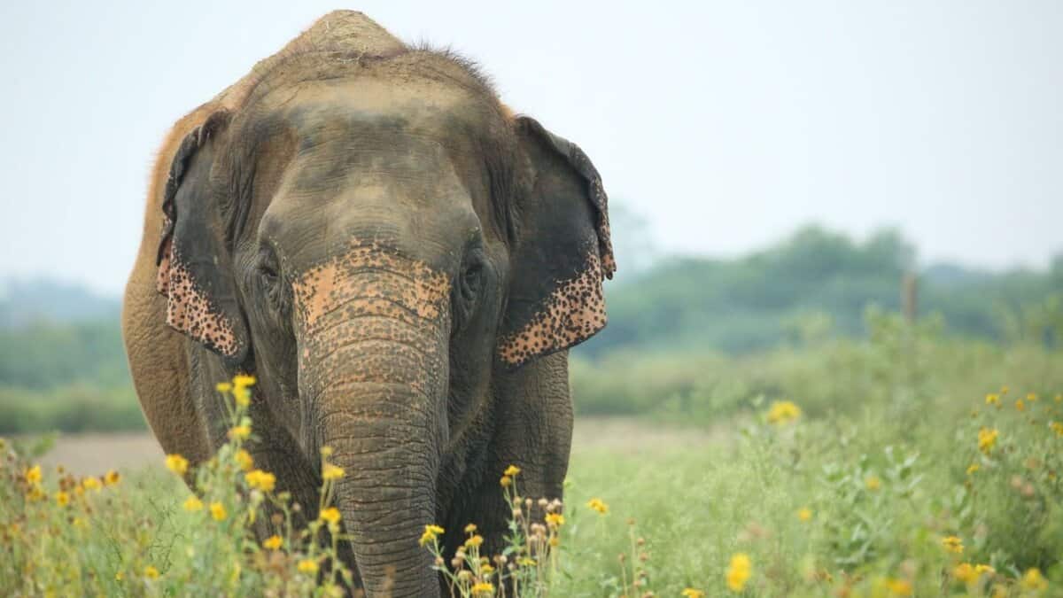 elephant