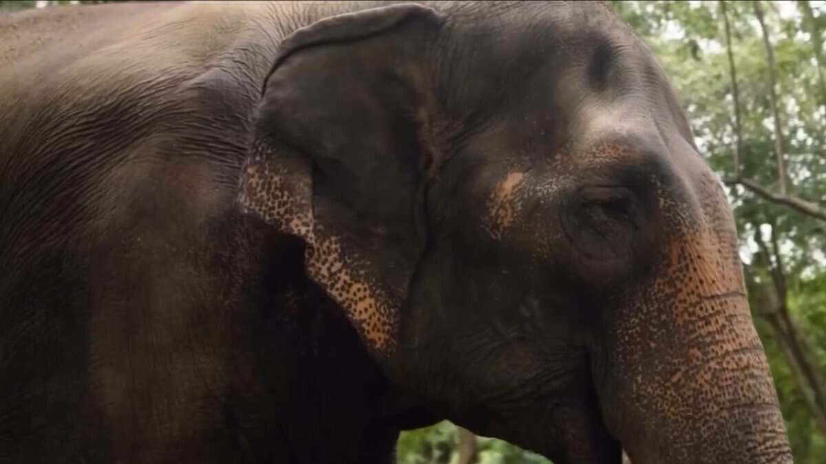 Temple elephant Mahadevi in Vantara