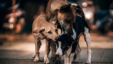 stray dogs