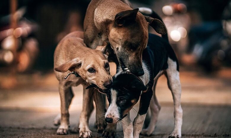 stray dogs