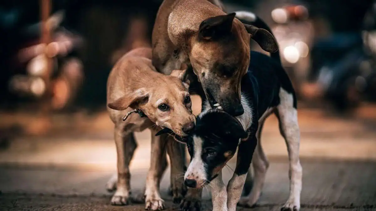 stray dogs