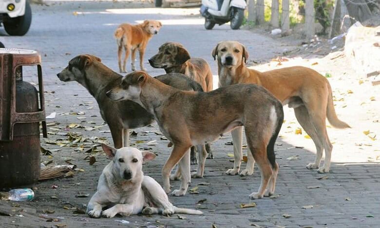 Stray dogs