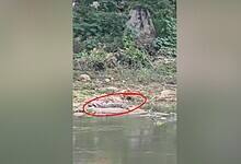 Crocodile (circled red) spotted in Defence Colony on Sunday