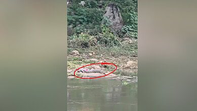 Crocodile (circled red) spotted in Defence Colony on Sunday