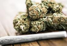 ganja