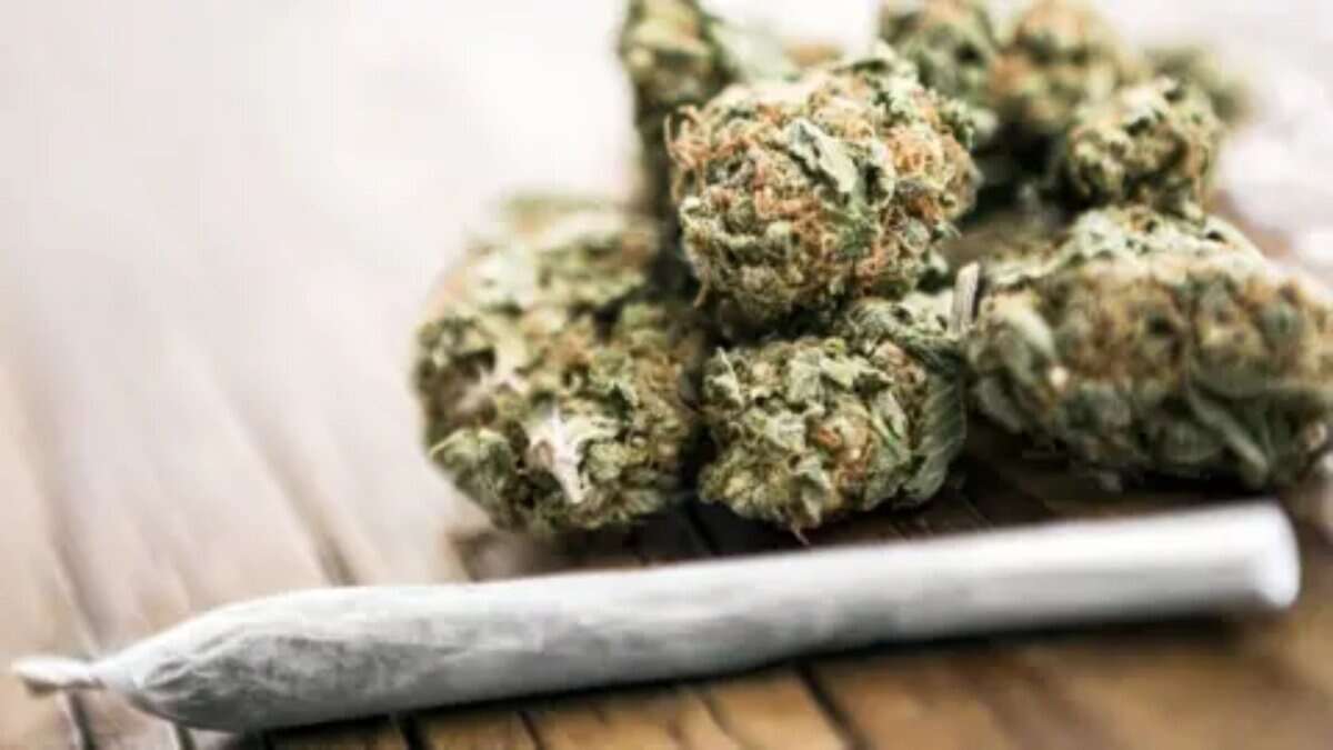 ganja