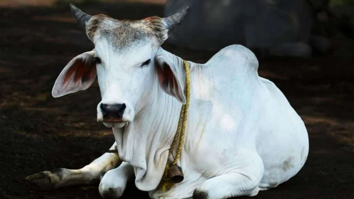 cow