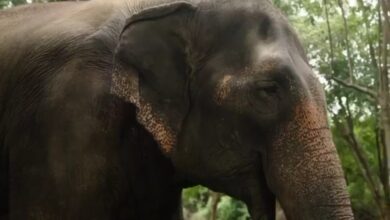 Elephant used in Hyderabad procession for Muharram moved to Vantara from Kolhapur mutt