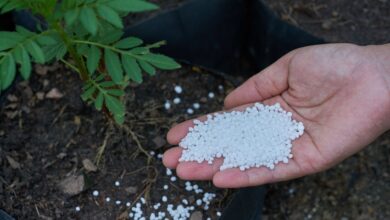 Urea shortage in India