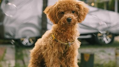 Toy poodle for therapy dogs at Hyderabad airport story
