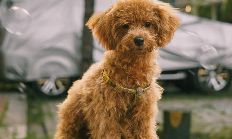 Toy poodle for therapy dogs at Hyderabad airport story