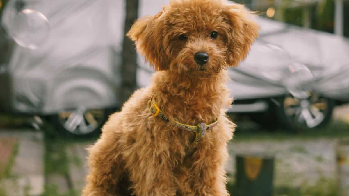 Toy poodle for therapy dogs at Hyderabad airport story