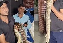 Snake catcher holds the python