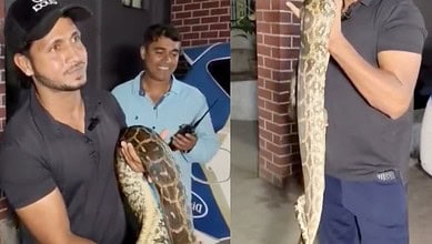 Snake catcher holds the python