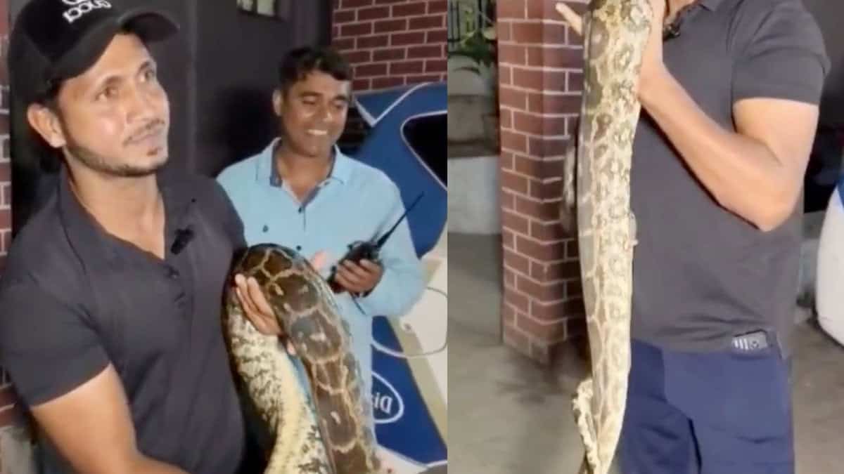 Snake catcher holds the python