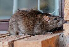 Rat