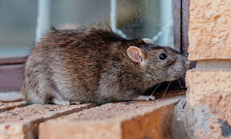 Rat