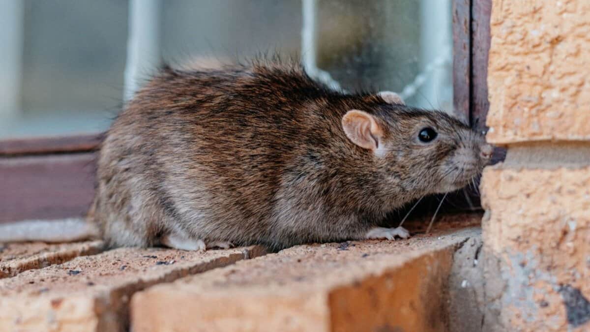 Rat