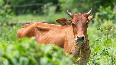 cow